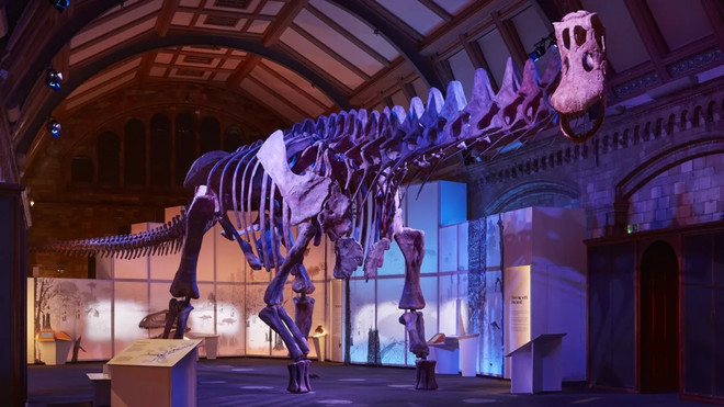 Bản sao bộ xương hóa thạch của loài khủng long khổng lồ đến Anh ảnh 1