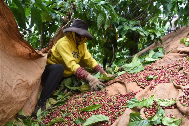 Hàng năm, châu Phi dành khoảng 750 triệu USD để nhập khẩu càphê. (Ảnh: Nguyên Dung/TTXVN) Kết nối hợp tác kinh doanh và xuất khẩu thực phẩm sang châu Phi ảnh 2