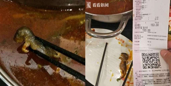 Tuyên bố gây sốc của chủ quán khi khách vớt được chuột trong nồi lẩu ảnh 1