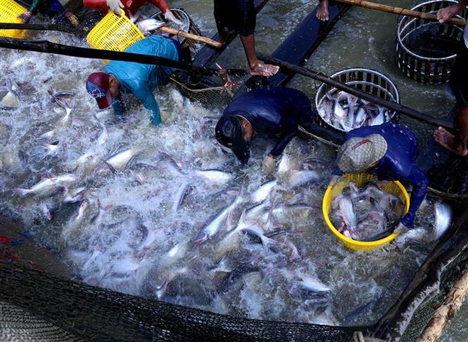 Cá tra Việt Nam năm 2018: Bứt phá ngoạn mục từ những khó khăn ảnh 1