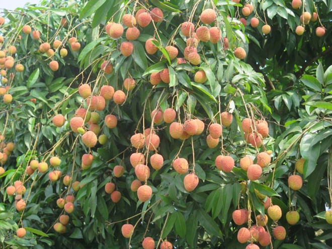 Vải thiều Thanh Hà tăng giá từng ngày, các nhà vườn phấn khởi ảnh 1