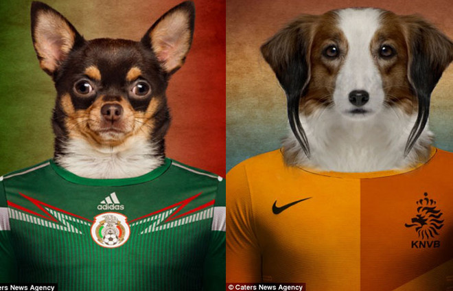 Điểm mặt các đội tuyển dự World Cup qua...ảnh chó ảnh 6