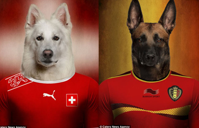 Điểm mặt các đội tuyển dự World Cup qua...ảnh chó ảnh 4