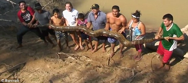 [Video] Khách du lịch chung tay giải cứu con trăn khổng lồ ảnh 1