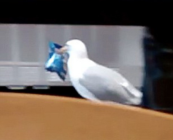 [Video] Chủ hàng sững người chứng kiến con mòng biển trộm đồ ảnh 1