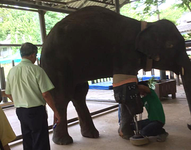 Chú voi bị thương do bom mìn được lắp chiếc chân giả thứ 9 ảnh 1