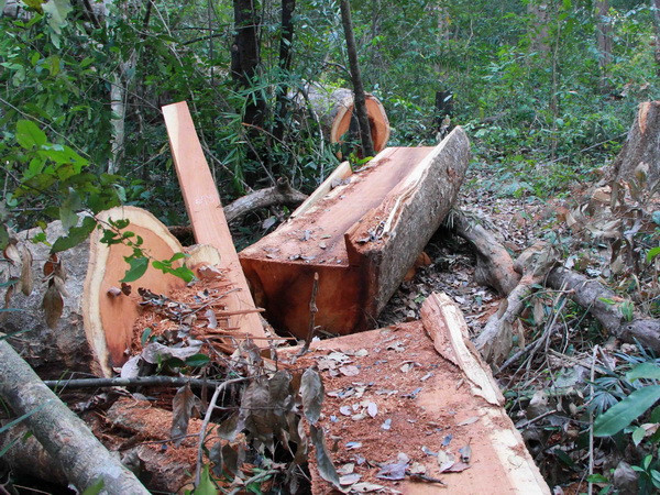 Khởi tố vụ khai thác trái phép gần 26m3 gỗ tại rừng phòng hộ ảnh 1