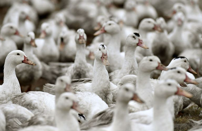 Hong Kong dừng nhập khẩu thịt, trứng gia cầm từ Mỹ, Pháp và Mexico ảnh 1