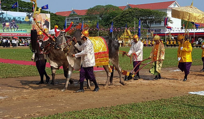 Quốc vương Campuchia chủ trì Lễ tịch điền khởi đầu mùa vụ mới ảnh 2