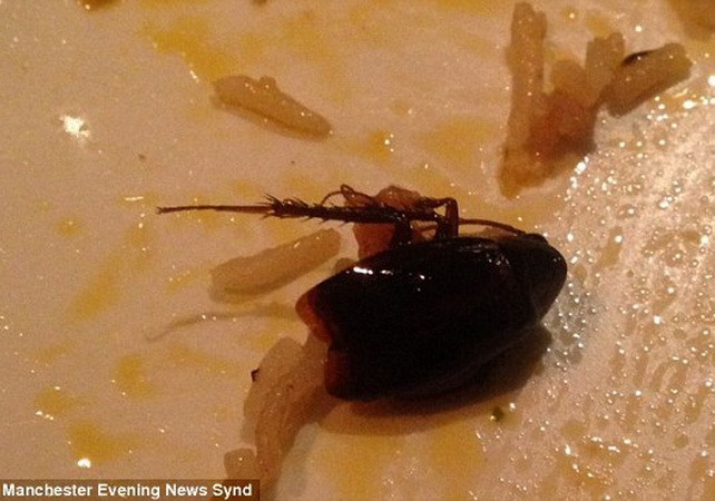 Cặp đôi phát ốm khi nhìn thấy gián trong đĩa đồ ăn ở nhà hàng ảnh 1