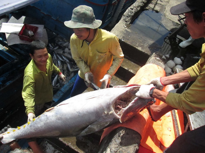 [Photo] Ngư dân tỉnh Khánh Hòa được mùa các loại cá ngừ ảnh 4