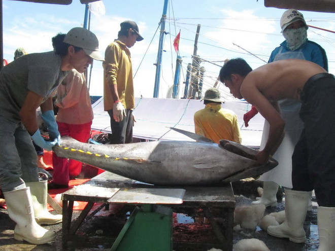 [Photo] Ngư dân tỉnh Khánh Hòa được mùa các loại cá ngừ ảnh 3
