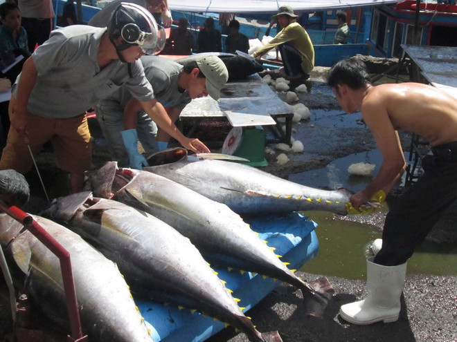 [Photo] Ngư dân tỉnh Khánh Hòa được mùa các loại cá ngừ ảnh 2