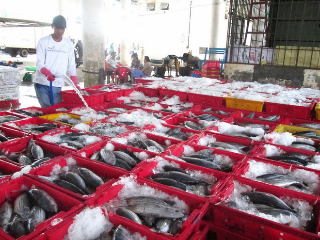 [Photo] Ngư dân tỉnh Khánh Hòa được mùa các loại cá ngừ ảnh 1