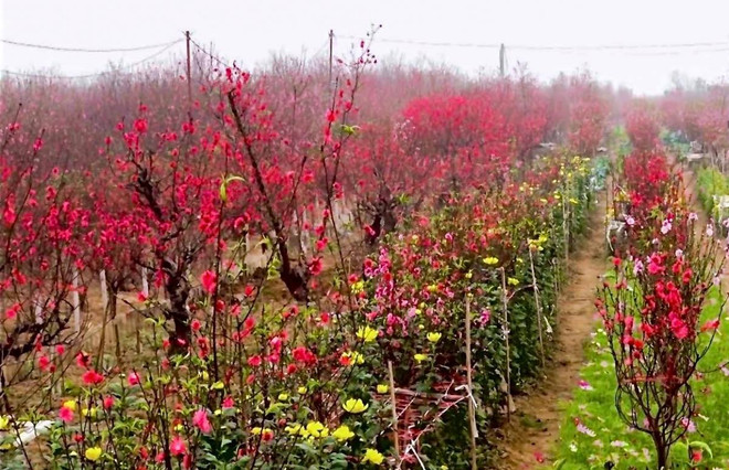 Làng đào Đình Bảng hối hả bán “sắc Xuân” đón Tết Canh Tý ảnh 1