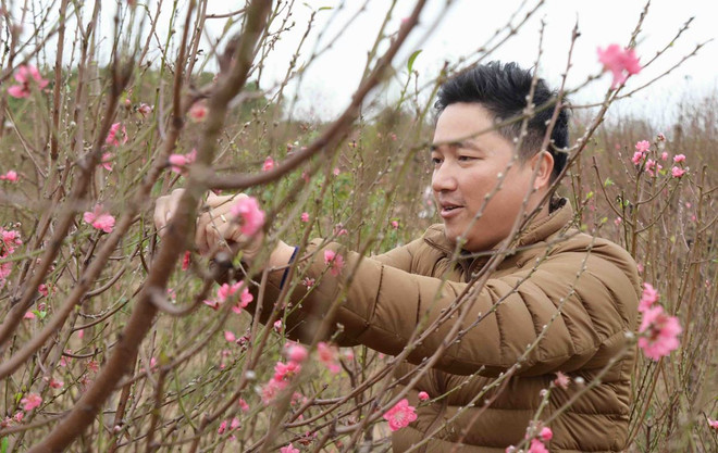 Làng đào Đình Bảng hối hả bán “sắc Xuân” đón Tết Canh Tý ảnh 2