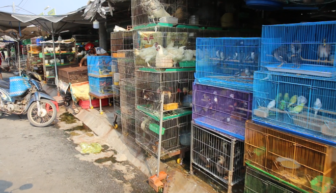 Một góc vùng "đặc khu" bán lậu chim, thú hoang dã tại huyện Thạnh Hóa, tỉnh Long An. (Ảnh: HV/Vietnam+) Đặc vụ xóa sổ 'địa ngục chim trời': Cuộc chiến không khoan nhượng ảnh 3
