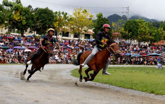 ttxvn_dua ngua bac ha (7).jpg