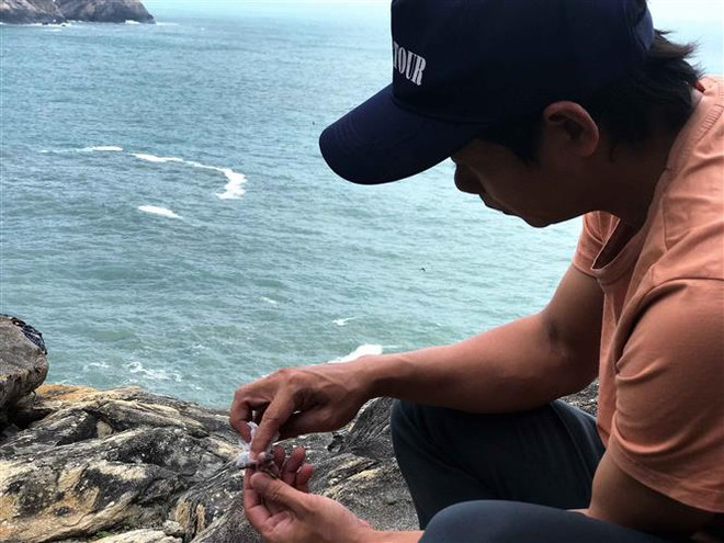 Nỗ lực tái tạo và phát triển bền vững đàn yến trên đảo Cù Lao Chàm ảnh 1