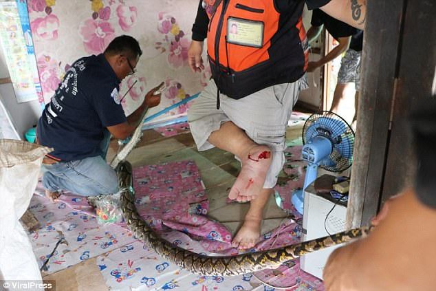 Trăn khổng lồ trốn trong nhà dân, cha sợ con gái bị nuốt chửng ảnh 3