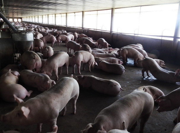 Vận động 100.000 hộ chăn nuôi cam kết không sử dụng chất cấm ảnh 1