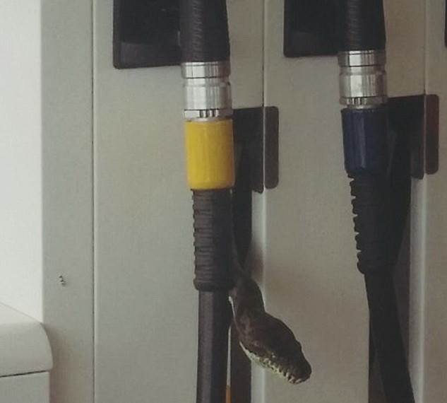 Khách hàng hốt hoảng khi thấy con rắn xuất hiện ở trạm bơm xăng ảnh 1