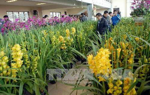 Phiên chợ tất niên đặc biệt của người Hà Thành ảnh 2