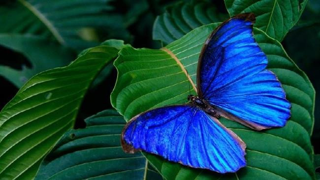 Mê hồn triển lãm hơn 400 loài bướm nhiệt đới xinh đẹp ở Rome ảnh 1