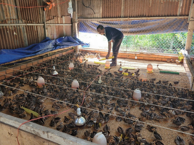 TTXVN_Ba Ria Vung Tau dan lon chan nuoi 2.jpg