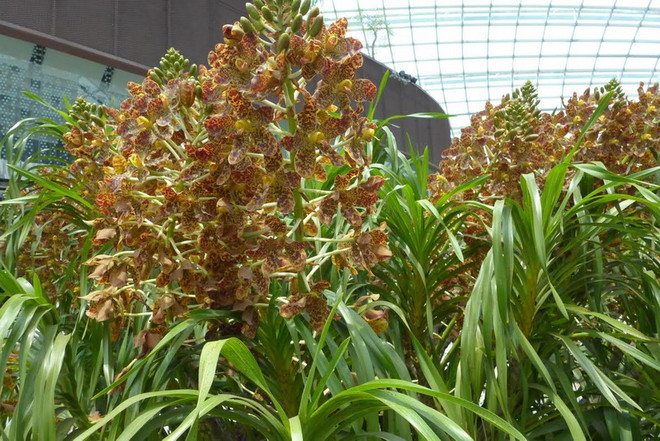 Lễ hội vườn và hoa tại Singapore trưng bày nhiều loại hoa độc đáo ảnh 1