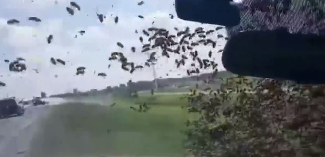 [Video] Bầy ong "vượt ngục" và làm loạn trên đường cao tốc ảnh 1