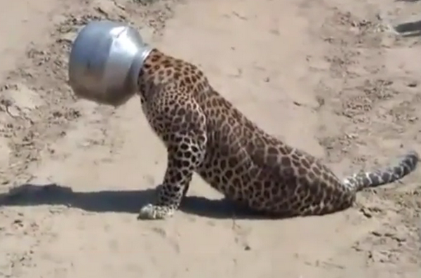 [Video] Báo đốm "phát điên" khi mắc kẹt đầu trong chiếc nồi sắt ảnh 1