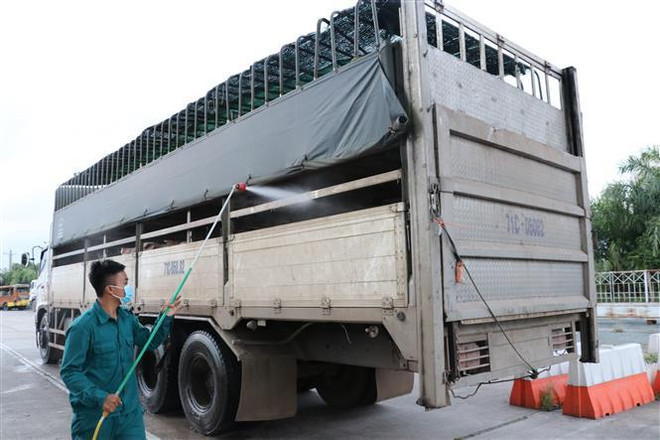 Hướng dẫn bổ sung biện pháp phòng, chống bệnh dịch tả lợn châu Phi ảnh 1