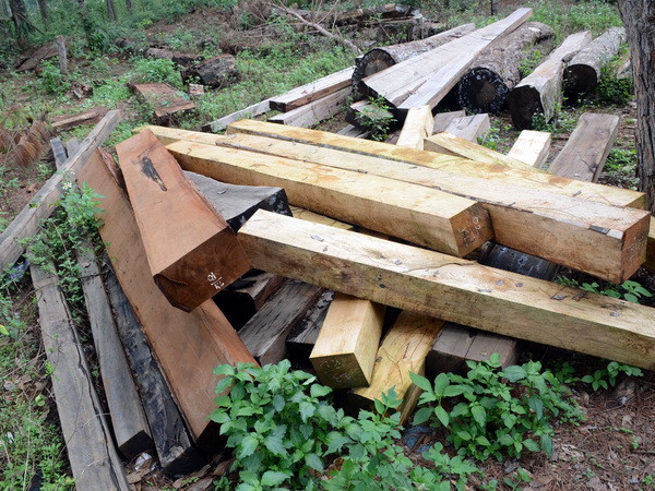 Vụ gỗ lậu tại Đắk Nông: Khởi tố một hạt trưởng Hạt Kiểm lâm huyện ảnh 1