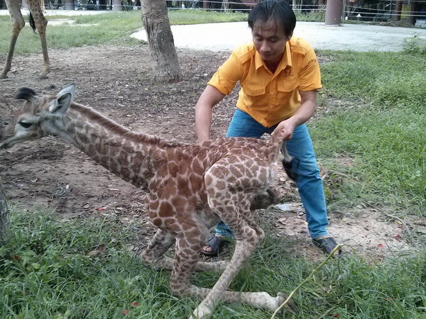 Hươu cao cổ Châu Phi sinh con tại Vườn bách thú Bình Dương ảnh 1