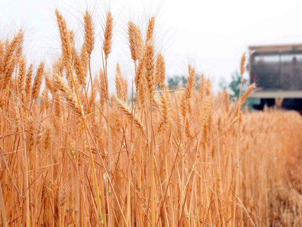 CO2 trong không khí tăng khiến chất lượng lúa mỳ giảm ảnh 1