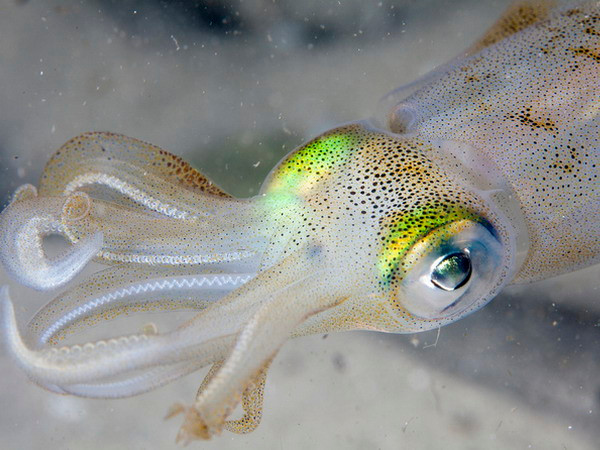 Mắt người và mắt mực có quá trình tiến hóa giống nhau ảnh 1