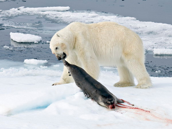 Phát hiện gen đặc trưng giúp gấu Bắc Cực không bị béo phì ảnh 1
