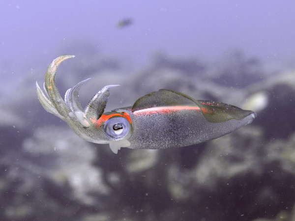 Mắt người và mắt mực có quá trình tiến hóa giống nhau ảnh 2