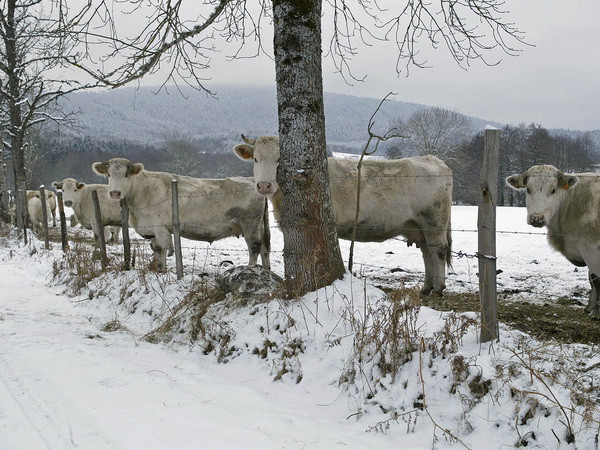 Nhà đầu tư Trung Quốc ra sức thâu tóm đất nông nghiệp ở nước ngoài ảnh 1