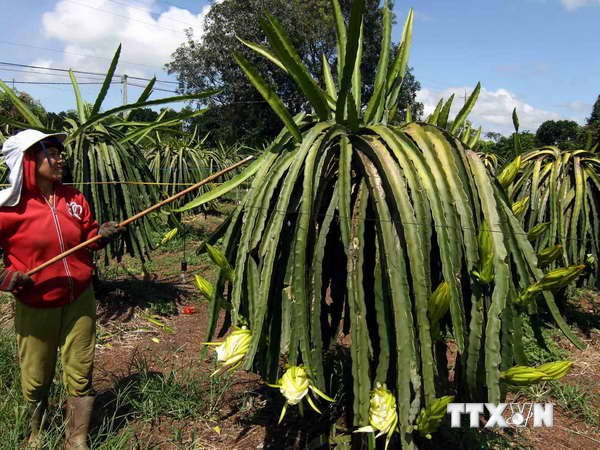 Gần 16.500ha thanh long ở phía Nam nhiễm bệnh đốm nâu ảnh 1