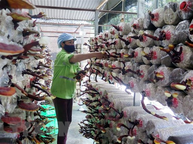 Thu hoạch nấm linh chi sừng hươu tại Công ty TNHH công nghệ sinh học Phú Gia, Thái Nguyên. (Ảnh: Trần Trang/TTXVN) Nghị quyết 36: Công nghệ sinh học vì sao là giải pháp ưu tiên? ảnh 2
