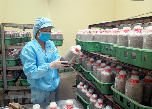 Công ty TNHH công nghệ sinh học Phú Gia ứng dụng công nghệ sinh học, nuôi trồng các loại nấm hữu cơ hàng đầu Việt Nam. (Ảnh: Trần Trang/TTXVN) Nghị quyết 36: Công nghệ sinh học vì sao là giải pháp ưu tiên? ảnh 1
