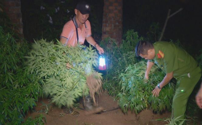 Đắk Lắk: Khởi tố đối tượng trồng và bán cần sa trong vườn ảnh 1