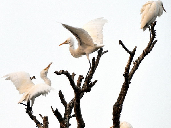 Hải Dương đẩy mạnh phát triển du lịch sinh thái ở Đảo Cò ảnh 1