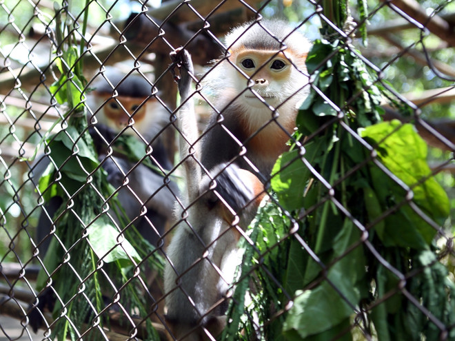 Xem nhẹ động vật "sách đỏ," nguy cơ bỏ lọt tội phạm rất cao ảnh 1