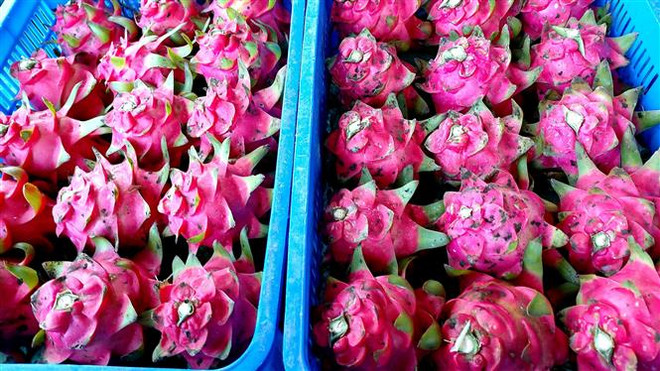 Quy định về an toàn thực phẩm với mỳ ăn liền và thanh long vào EU ảnh 1