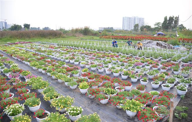 Nông nghiệp TP Hồ Chí Minh tìm hướng đi thích ứng với đô thị hóa ảnh 1