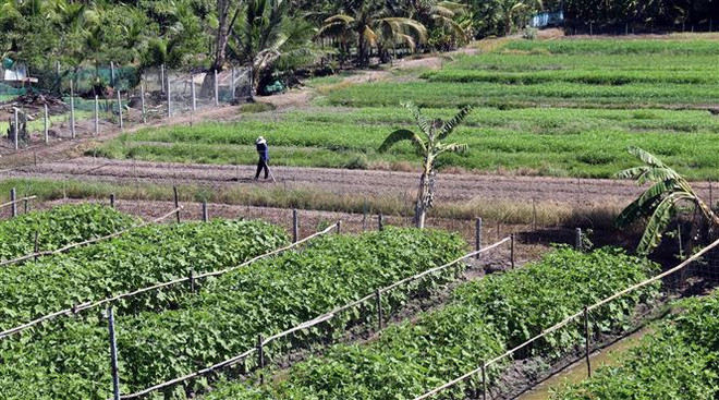 Nông nghiệp TP Hồ Chí Minh tìm hướng đi thích ứng với đô thị hóa ảnh 2
