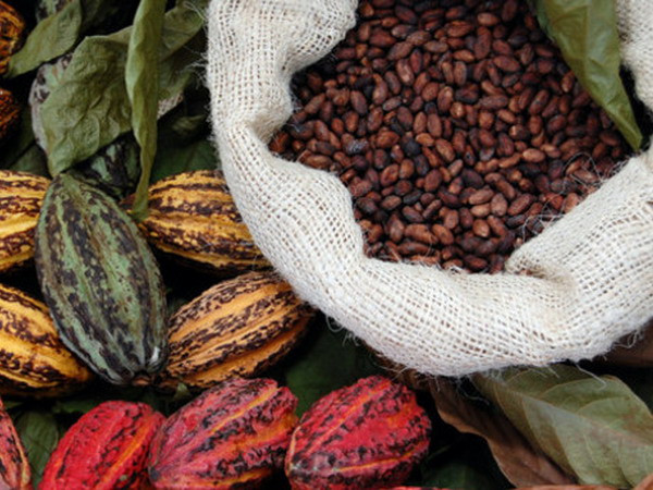 Ảnh minh họa. (Nguồn: confectionerynews.com) Flavanols trong cacao giúp cải thiện suy giảm trí nhớ do tuổi già ảnh 1